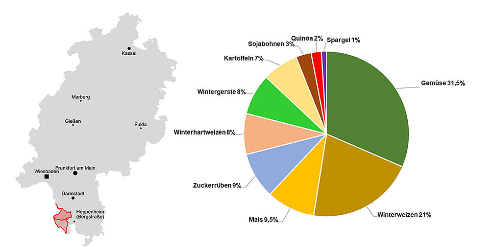 Lage der beiden Grundwasserkörper DEHE_2395_3101 und DEHE_2393_3101 (rot) im Land Hessen (links) und flächenbezogene Anbaustruktur 2026 auf den 54 Testschlägen im Testgebiet "Lampertheim" (rechts), Abbildung links: Karte = stepmap.de, GWK © HLNUG, Abbildung rechts: © WBL