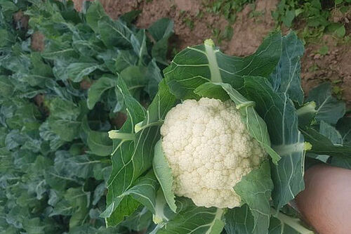 Blumenkohl. © BOLAP