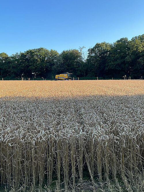 Mais, Zuckerrüben und Getreide im Testgebiet "Niederrhein", © Tobias Auschner