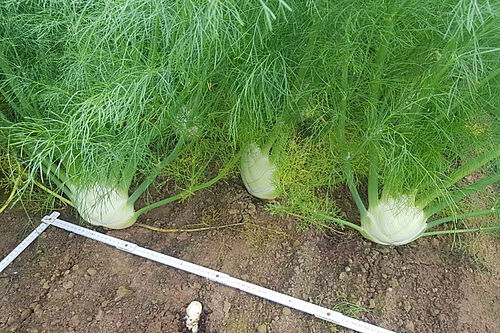 Fenchel. © BOLAP