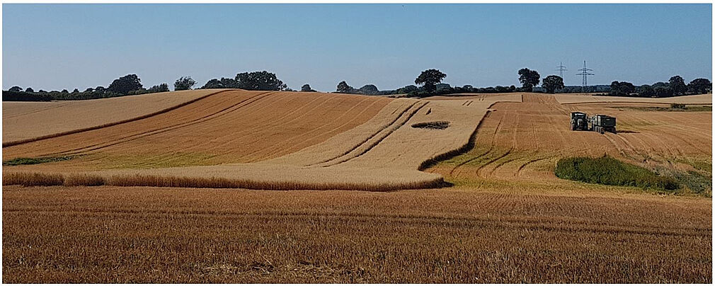 Weizenernte im Testgebiet "Wagrien", Schleswig-Holstein, © INGUS